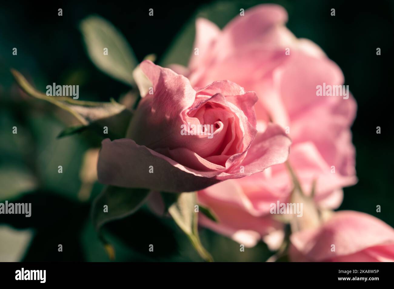 Eine perfekte rosa Rose im Prozess der Öffnung im Sommer Stockfoto