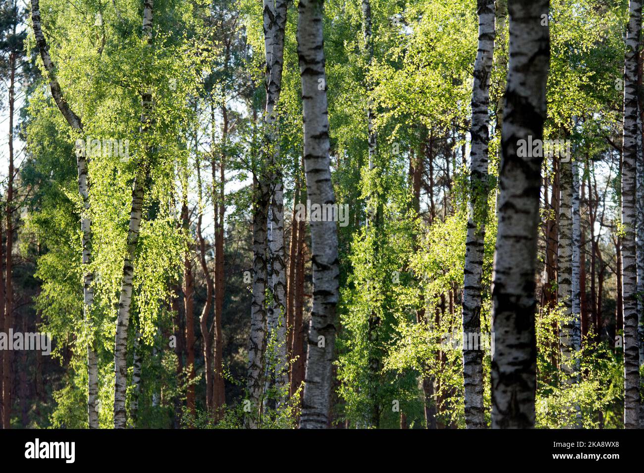 Frühlingsholz mit weißen und schwarzen Birkenstämmen und hellgrünen Blättern Stockfoto