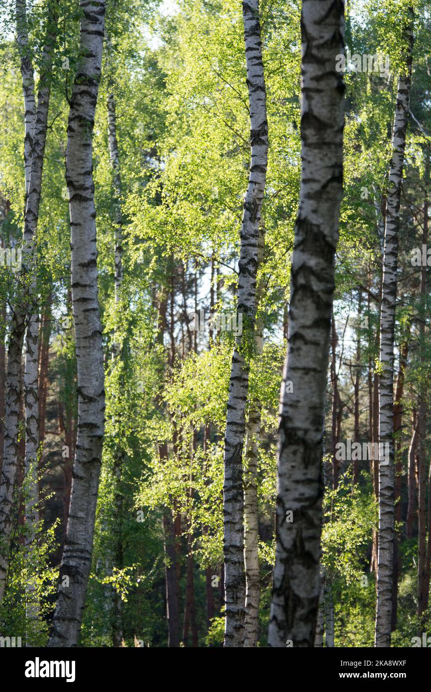 Holz mit weißen und schwarzen Birkenstämmen und hellgrünen Blättern Stockfoto