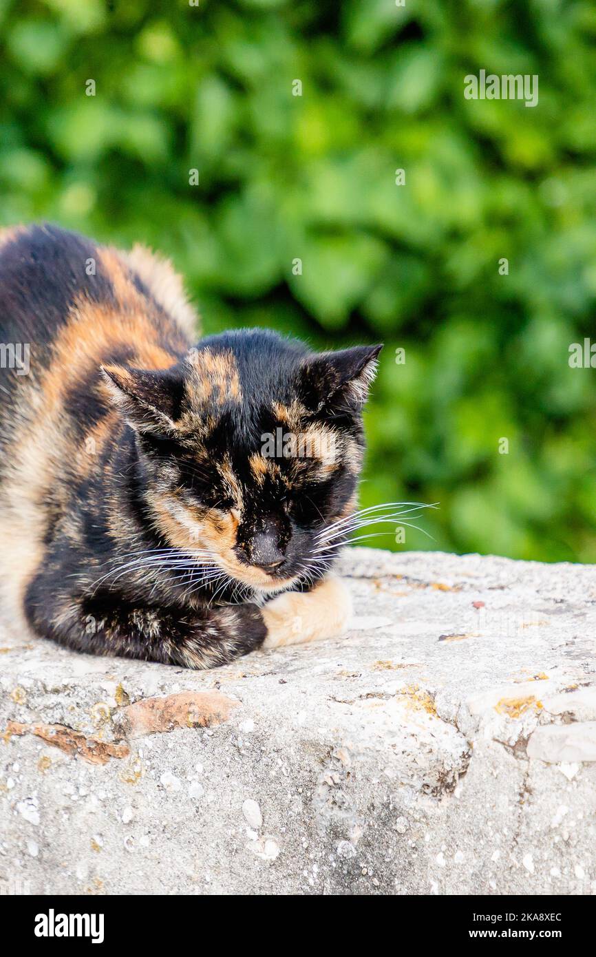 Eine rothaarige Schildkrötenkatze schläft auf grünem Hintergrund, muss Platz schaffen Stockfoto