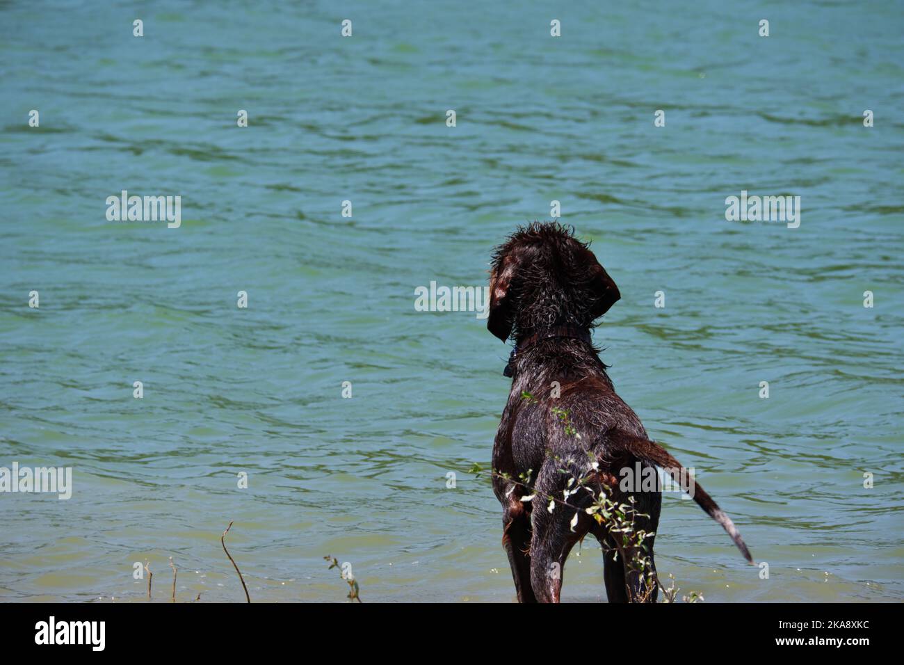 Hunde in der Natur am Wasser im Sommer im Freien Stockfoto