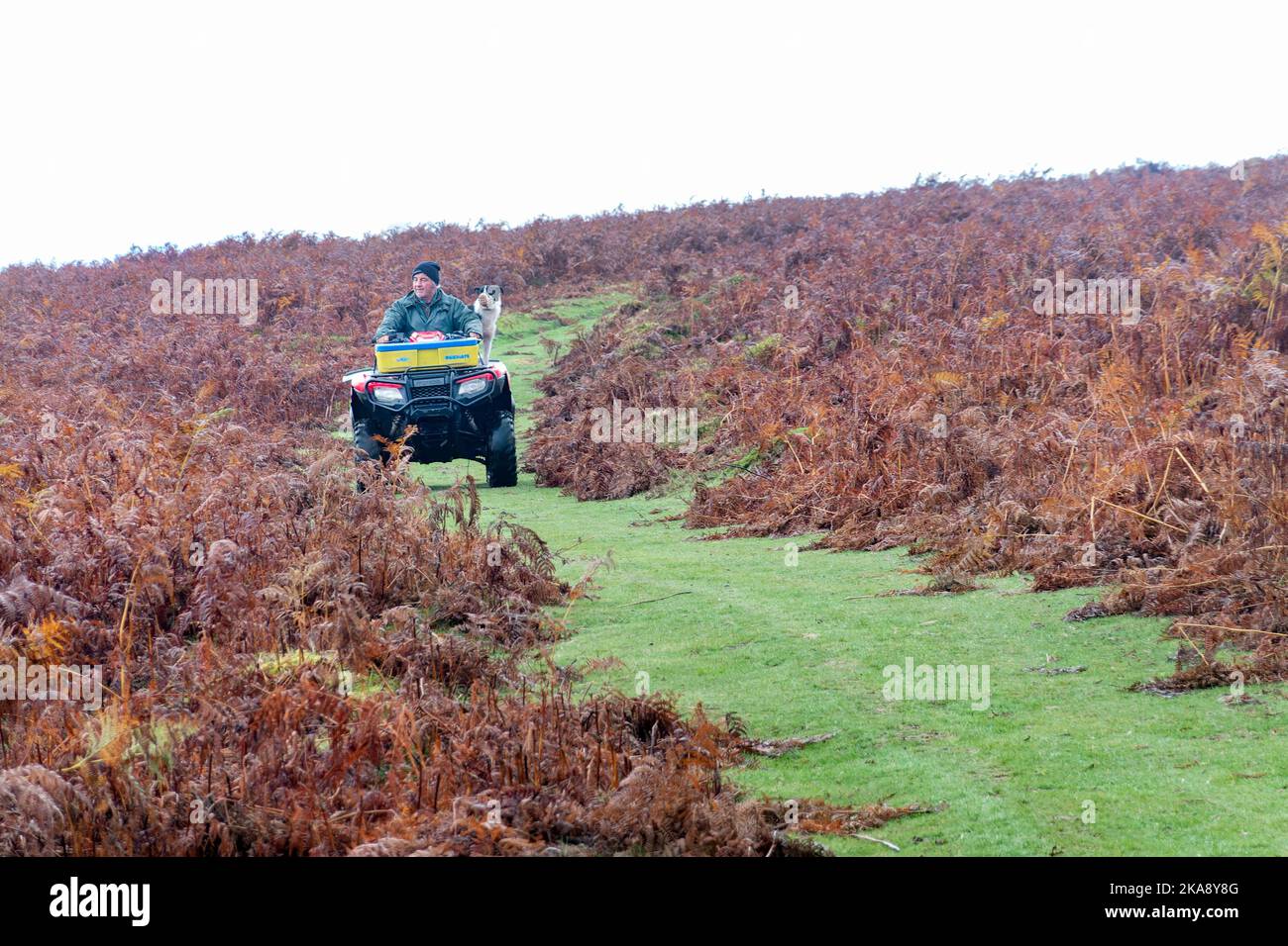 Ein Bauer oder Sheppard, der ein Quad fährt, und ein Collie Sheep Dog, um Schafe in der offenen Landschaft der Brecon Beacons, Wales, Großbritannien, zu pflegen. Stockfoto
