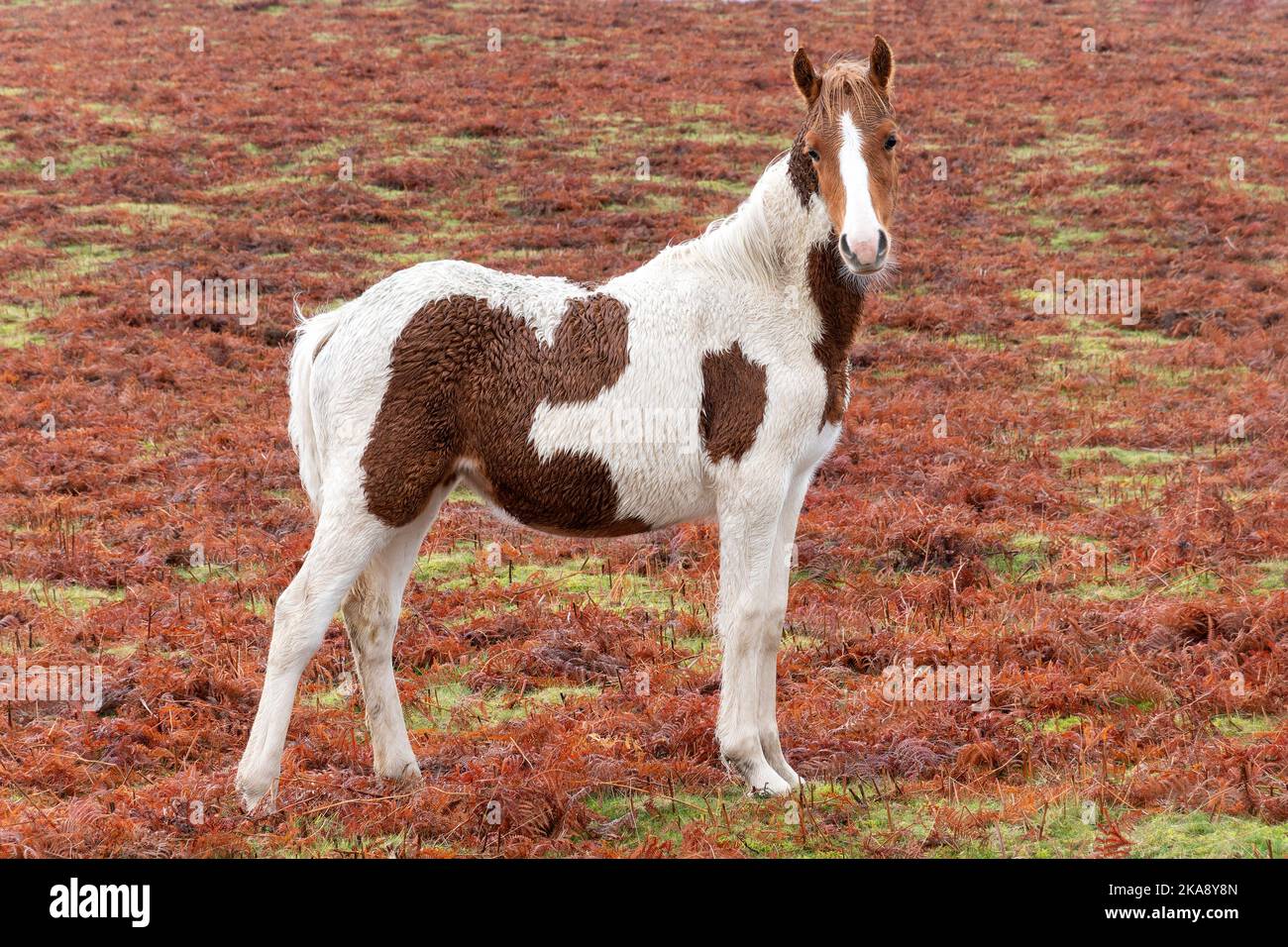 Ein frei zu durchstreifenden Welsh Mountain Pony oder Cob auf einem von Farnen bedeckten Hügel im Brecon Beacons National Park, Wales Stockfoto