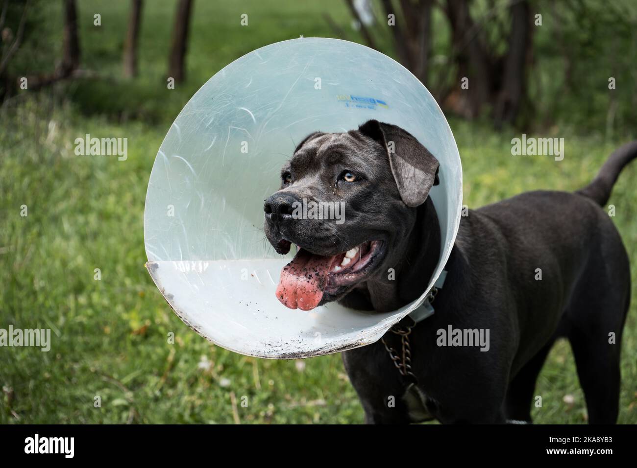 Ein Porträt eines schwarzen Hundes in einem elisabethanischen Kragen, der im Garten steht Stockfoto