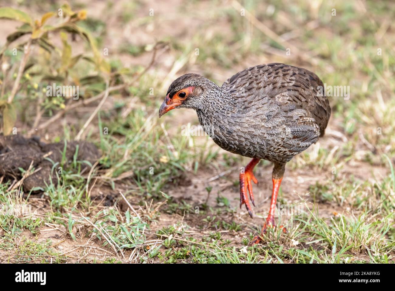 Erwachsener Rothalshuhn, Pternistis afer, im Grasland der Masai Mara, kenia. Seitenprofil. Stockfoto