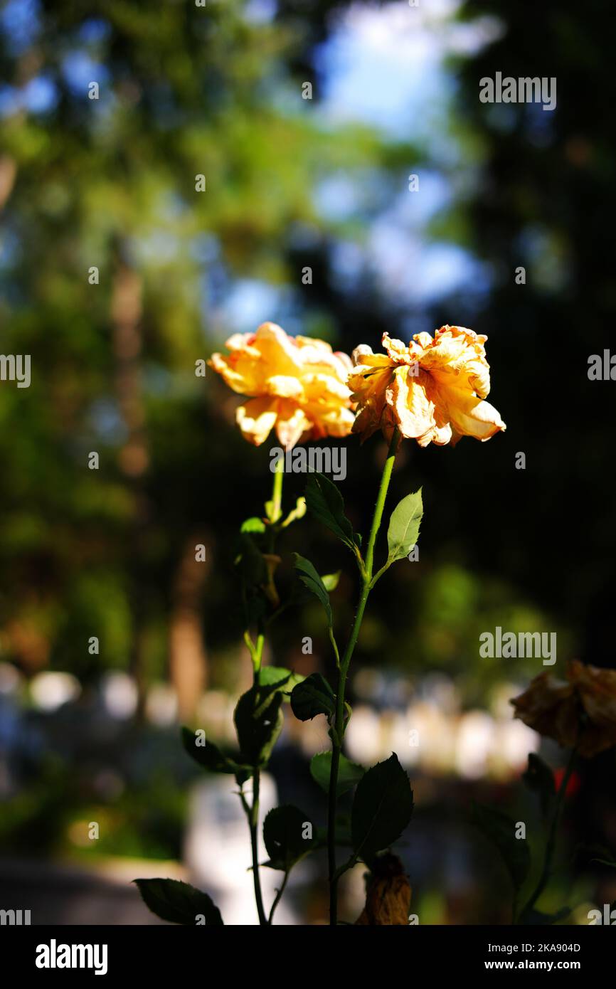 Gelbe Rose auf dem Bücherfoto getrocknet Stockfoto
