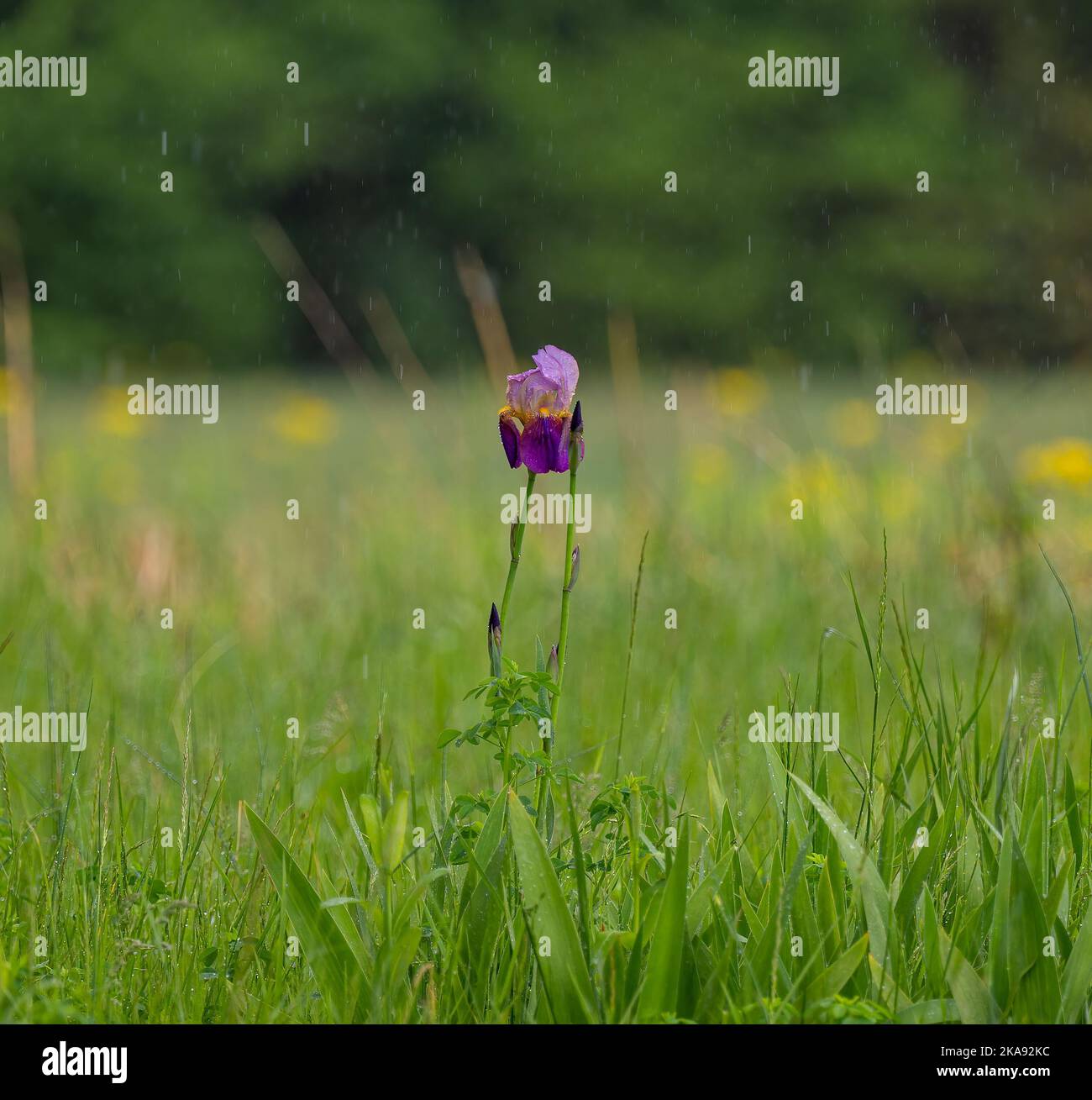 Eine einzelne lila Blüten in einem grünen Feld zwischen Gras während des Regens auf natürlichem unscharfen Hintergrund Stockfoto