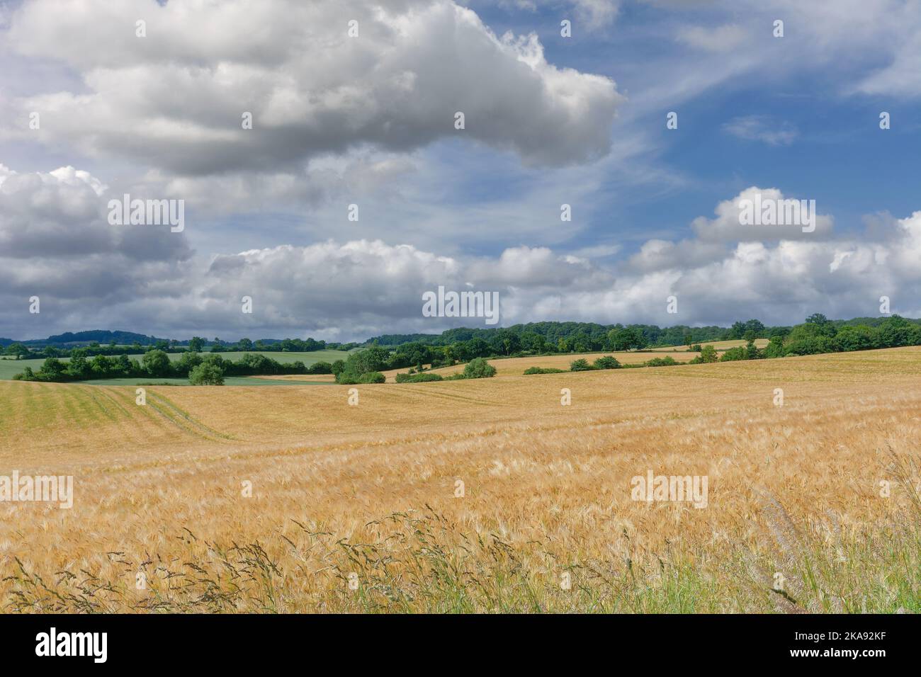 Landwirtschaftliche Nutzfläche in Holstein Schweiz, Deutschland Stockfoto