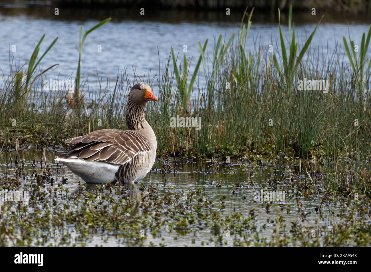 Erwachsene Greylag Goose bei RSPB Burton Mere, Neston, Wirral, Großbritannien Stockfoto