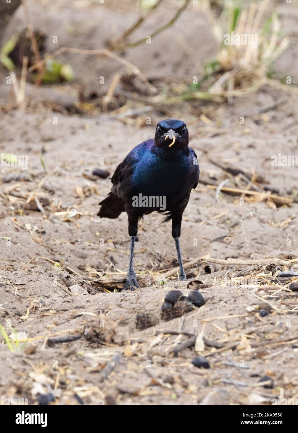 Burchells Starling, Lamprotornis australis oder Burchells Glossy Starling; Fütterung von einem Wurm, Moremi Game Reserve Botswana Africa. - Afrikanischer Vogel Stockfoto