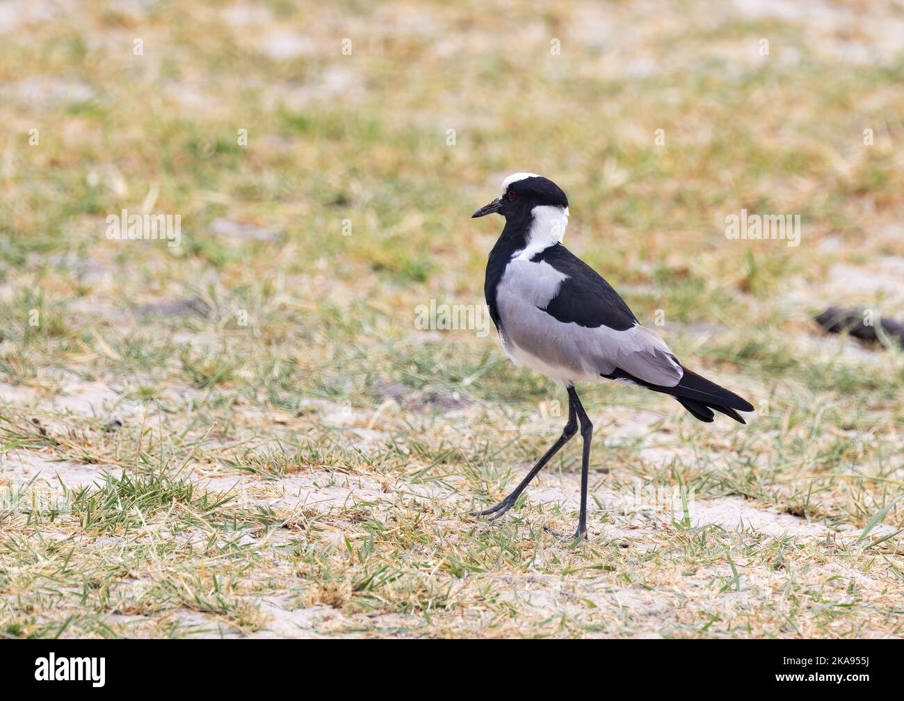Hufschmied Plover, alias. Hufschmied Lapwing, Vanellus armatus, auf dem Boden, Okavango Delta, Botsuana Afrika. Afrikanischer Vogel. Stockfoto