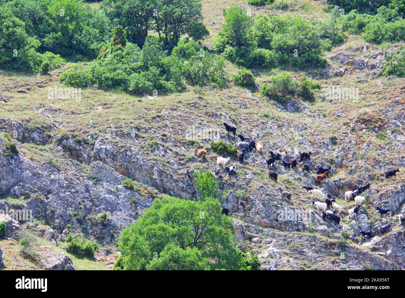 Wilde Ziegen auf Felsen am Hügel an einem sonnigen Tag Stockfoto