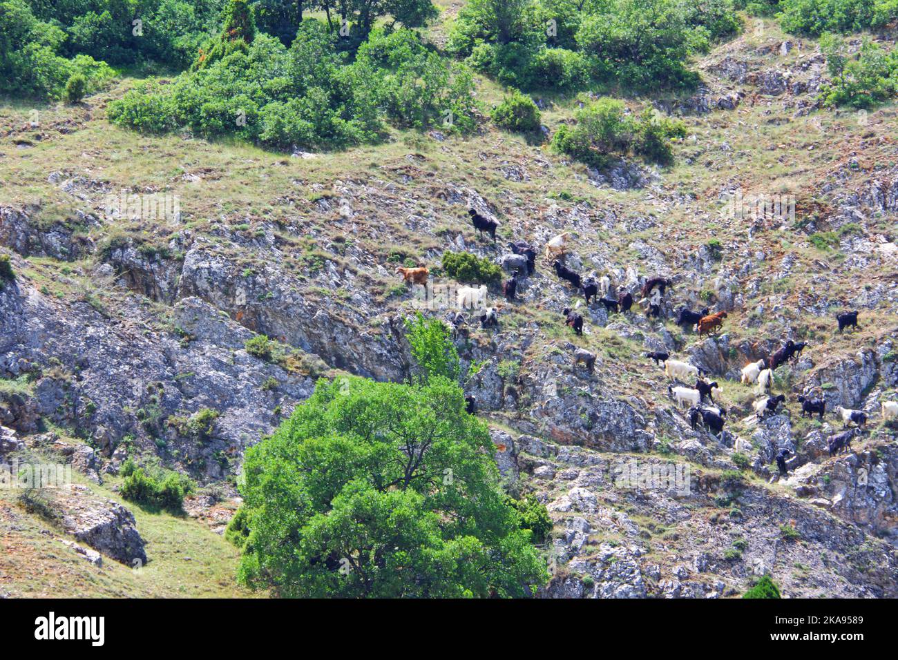 Wilde Ziegen auf Felsen am Hügel an einem sonnigen Tag Stockfoto