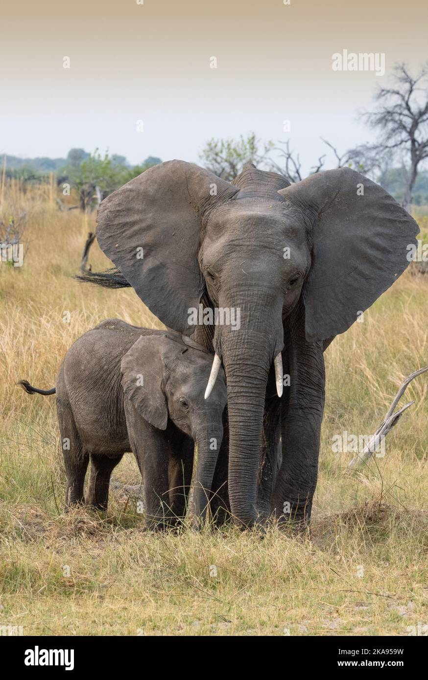 Afrikanischer Elefant, Erwachsene und Baby-Elefanten, Okavango-Delta, Botswana-Afrika. Loxodonta africana. Mutter und Tierbaby. Stockfoto