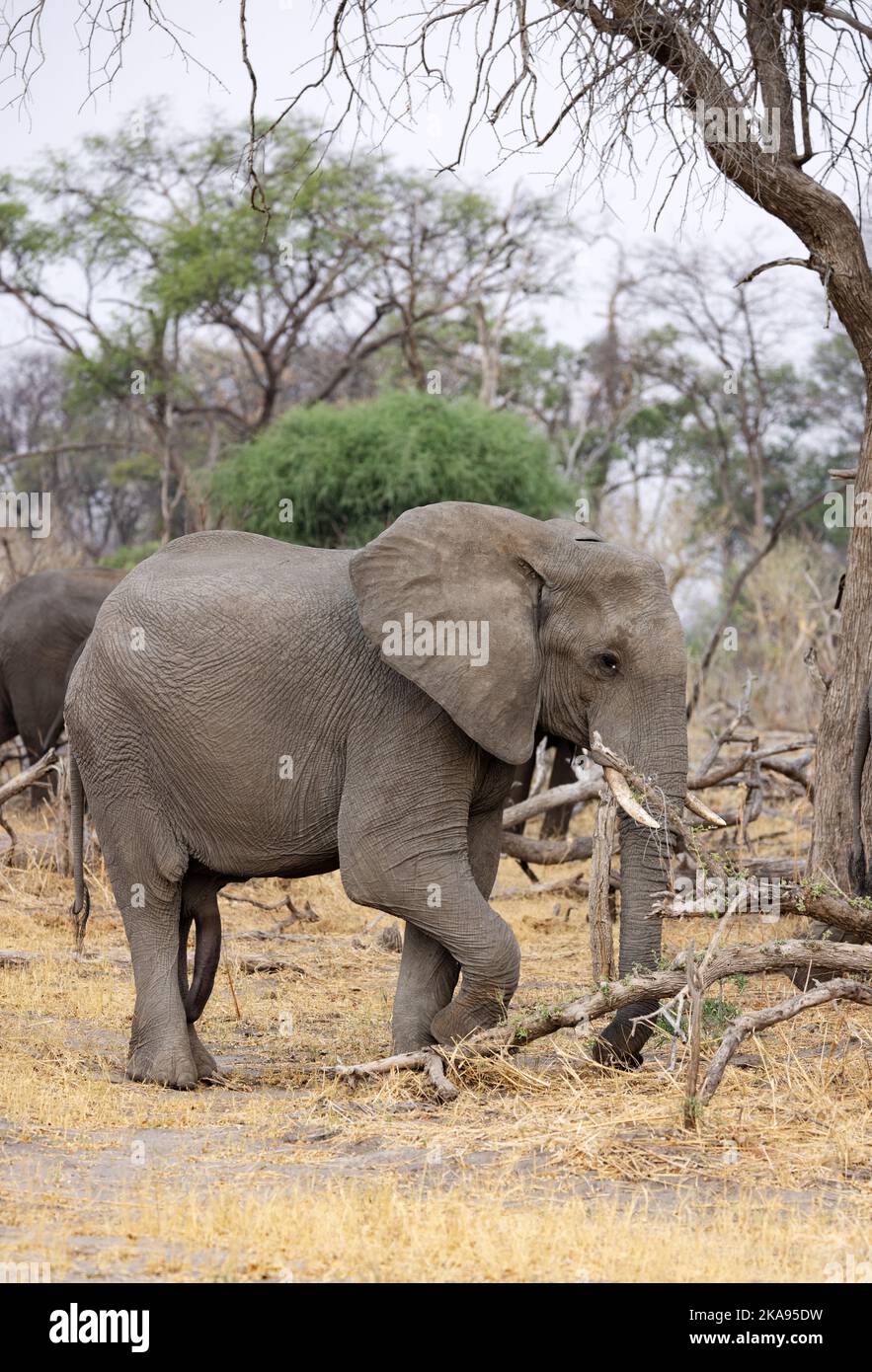 Afrikanische Elefanten, die sich an Baumzweigen ernähren, Moremi Wildreservat, Botswana Afrika. Loxodonta africana. Stockfoto