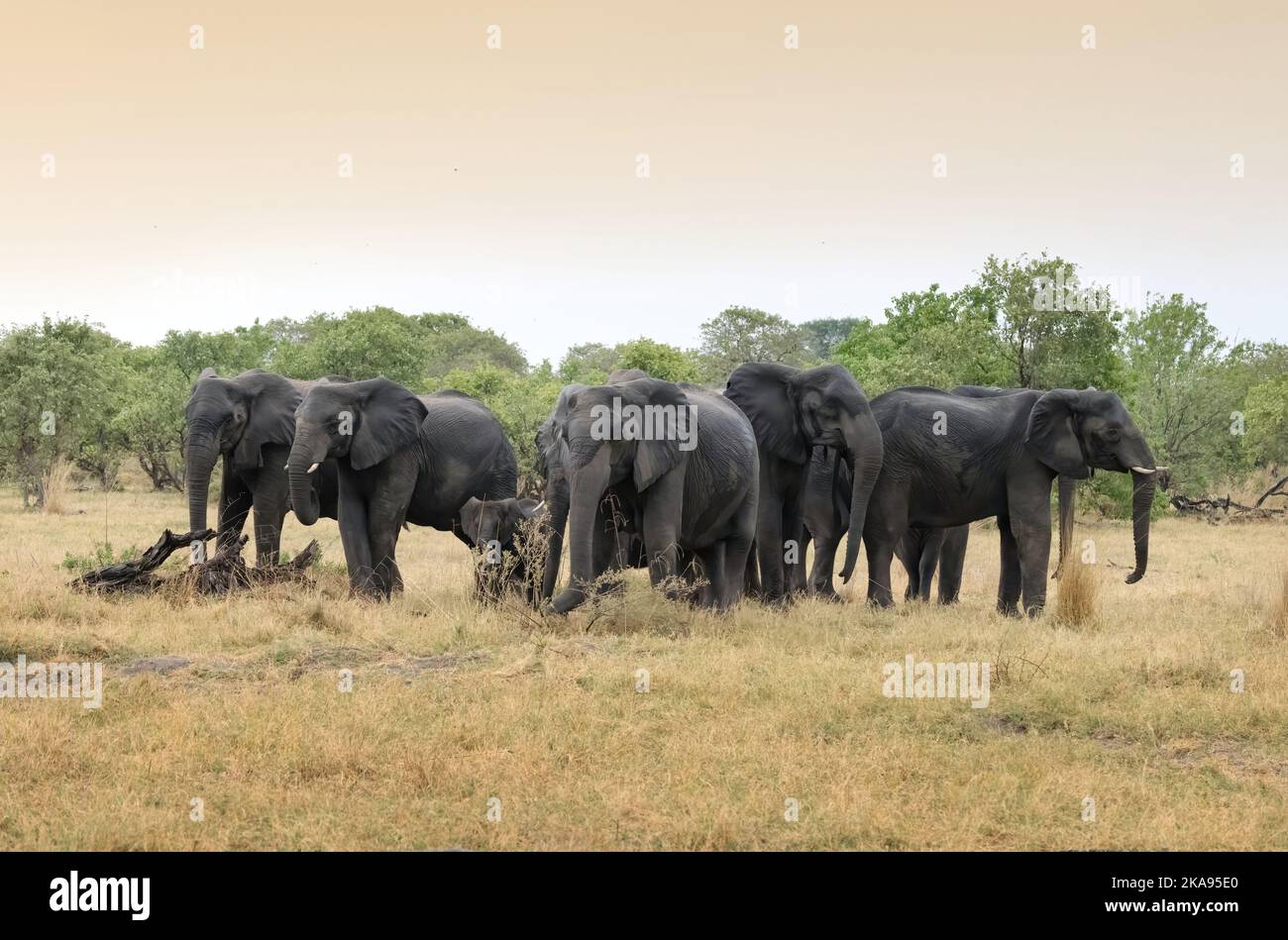 Tierverhalten, afrikanische Elefantenherde, die in einem Schutzkreis um Baby-Elefanten steht, wenn sie bedroht wird, Moremi Wildreservat, Botsuana Afrika Stockfoto
