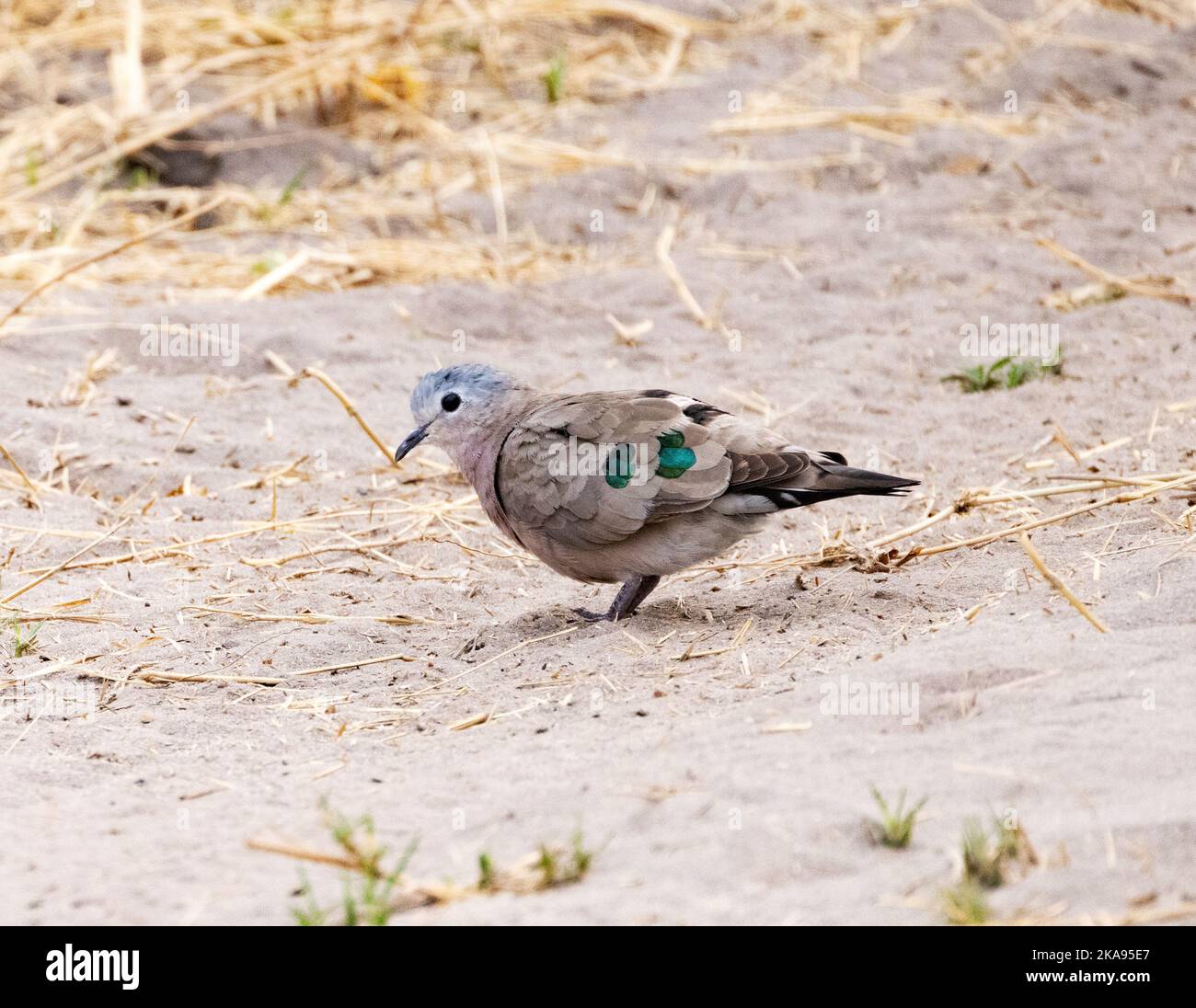 Eine ausgewachsene, Emerald Spotted Wood Dove; Turtur chalcospilos, Seitenansicht, Moremi Game Reserve, Botswana Africa - afrikanische Tierwelt Stockfoto
