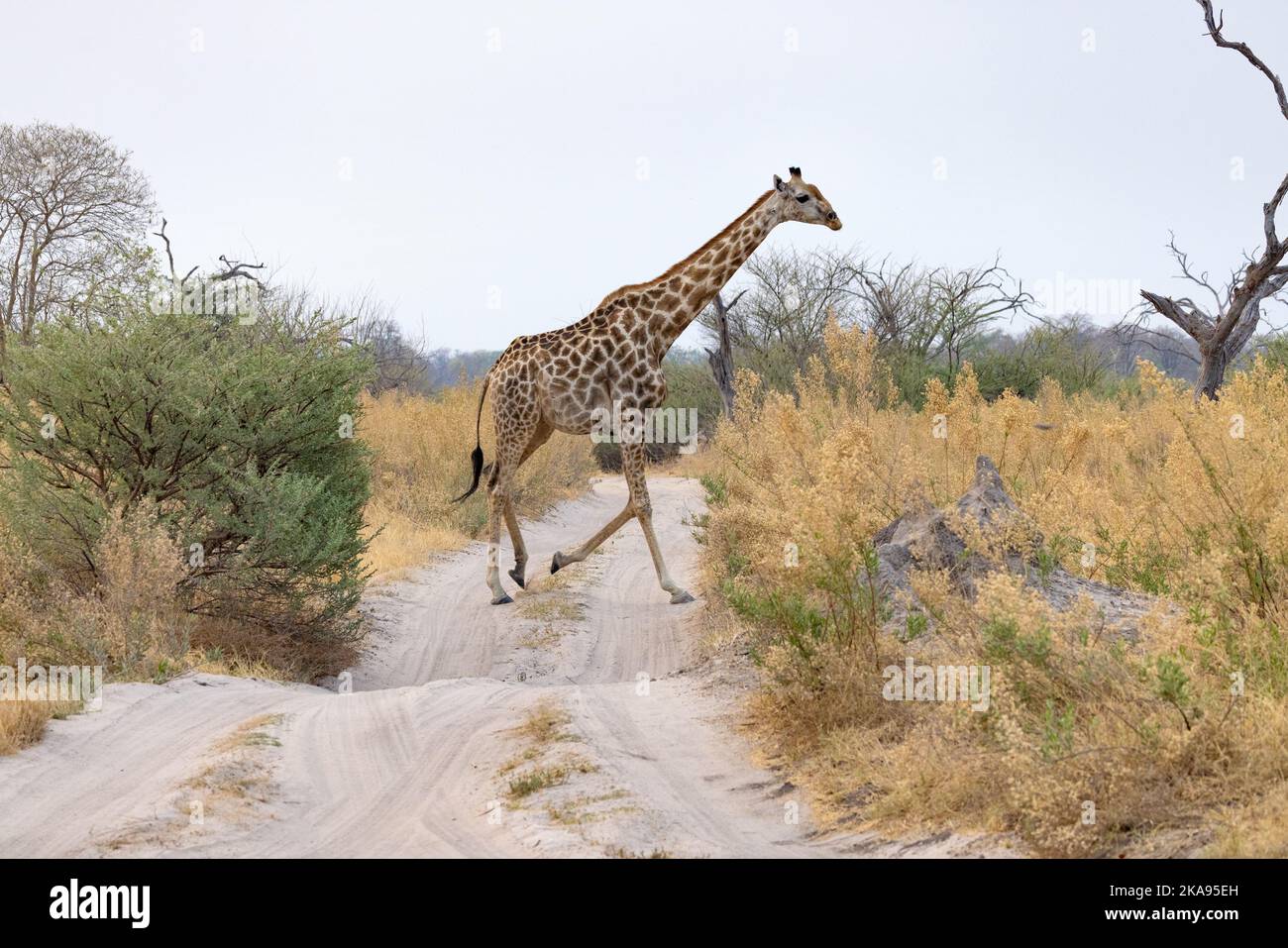 Tier, das die Straße überquert - Eine Giraffe, die die Straße überquert, Moremi Game Reserve, Okavango Delta, Botswana Afrika Stockfoto