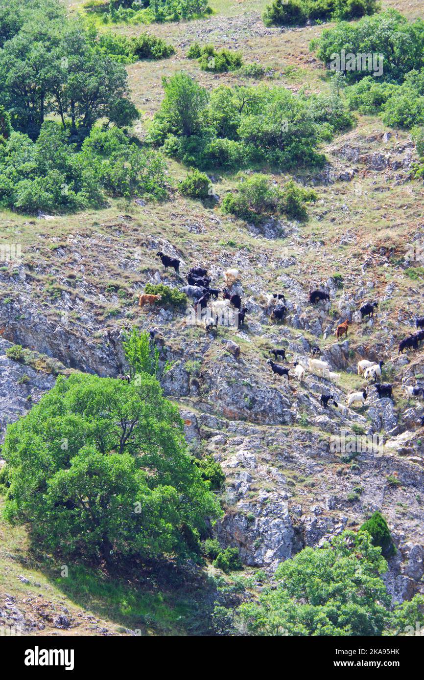Wilde Ziegen auf Felsen am Hügel an einem sonnigen Tag Stockfoto