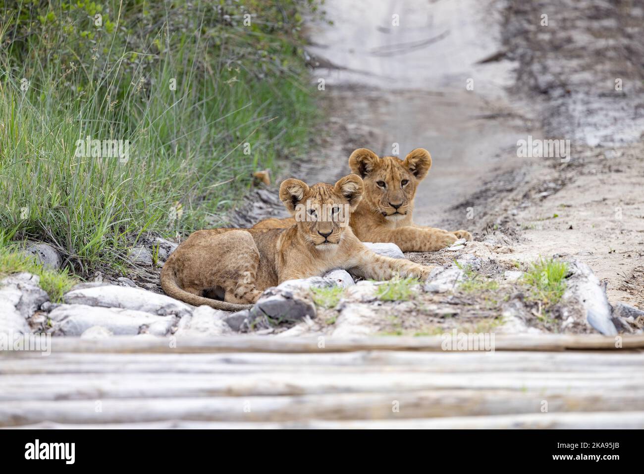 Löwenjungen Afrika - zwei 8 Monate alte Löwenjungen, Panthera leo, liegen auf der Straße nach einer Brücke, Okavango Delta, Botswana Afrika. Afrikanische Tierwelt. Stockfoto