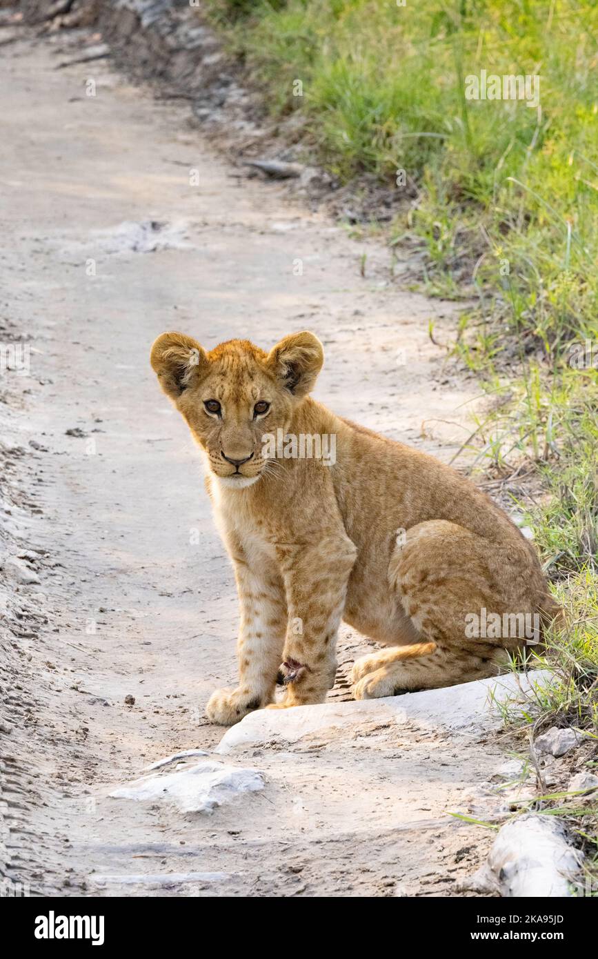 Löwenjunge Afrika - 8 Monate altes Löwenjunges, Panthera leo, unterwegs sitzend, Moremi Game Reserve, Okavango Delta, Botswana Africa - junges afrikanisches Tier Stockfoto