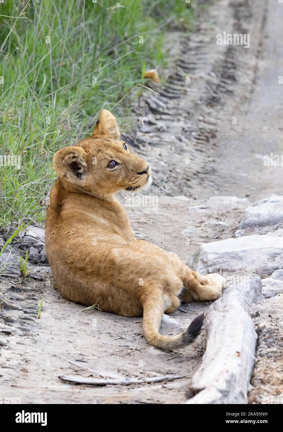 Löwenjunge Afrika - 8 Monate altes Löwenjunges, Panthera leo, auf der Straße liegend, Moremi Game Reserve, Okavango Delta, Botswana Afrika - junges afrikanisches Tier. Stockfoto