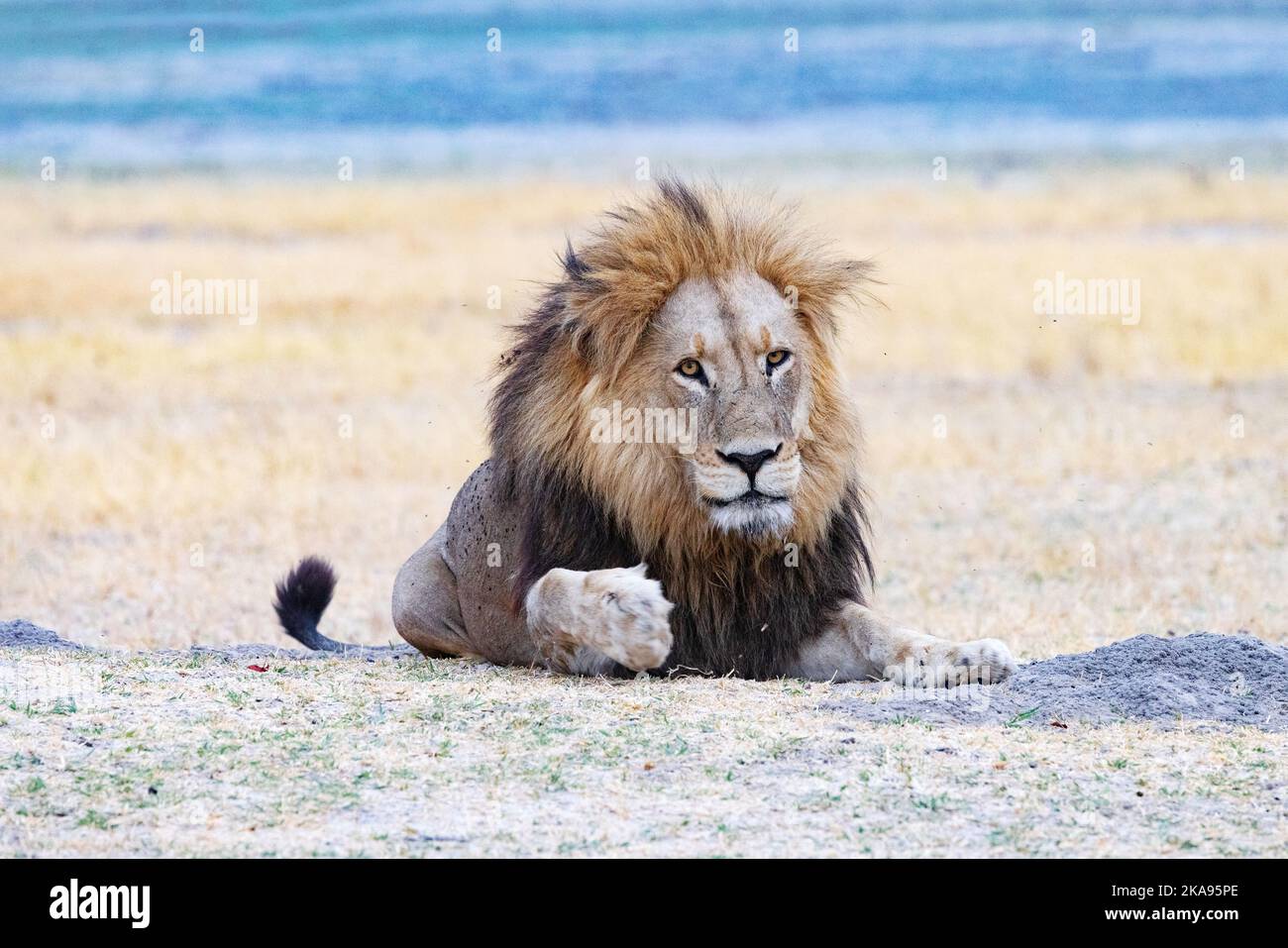 Ein erwachsener männlicher Löwe liegt liegend, aber wachsam, Moremi Game Reserve, Okavango Delta, Botswana Afrika; Big Five afrikanisches Tier und Raubtier. Stockfoto
