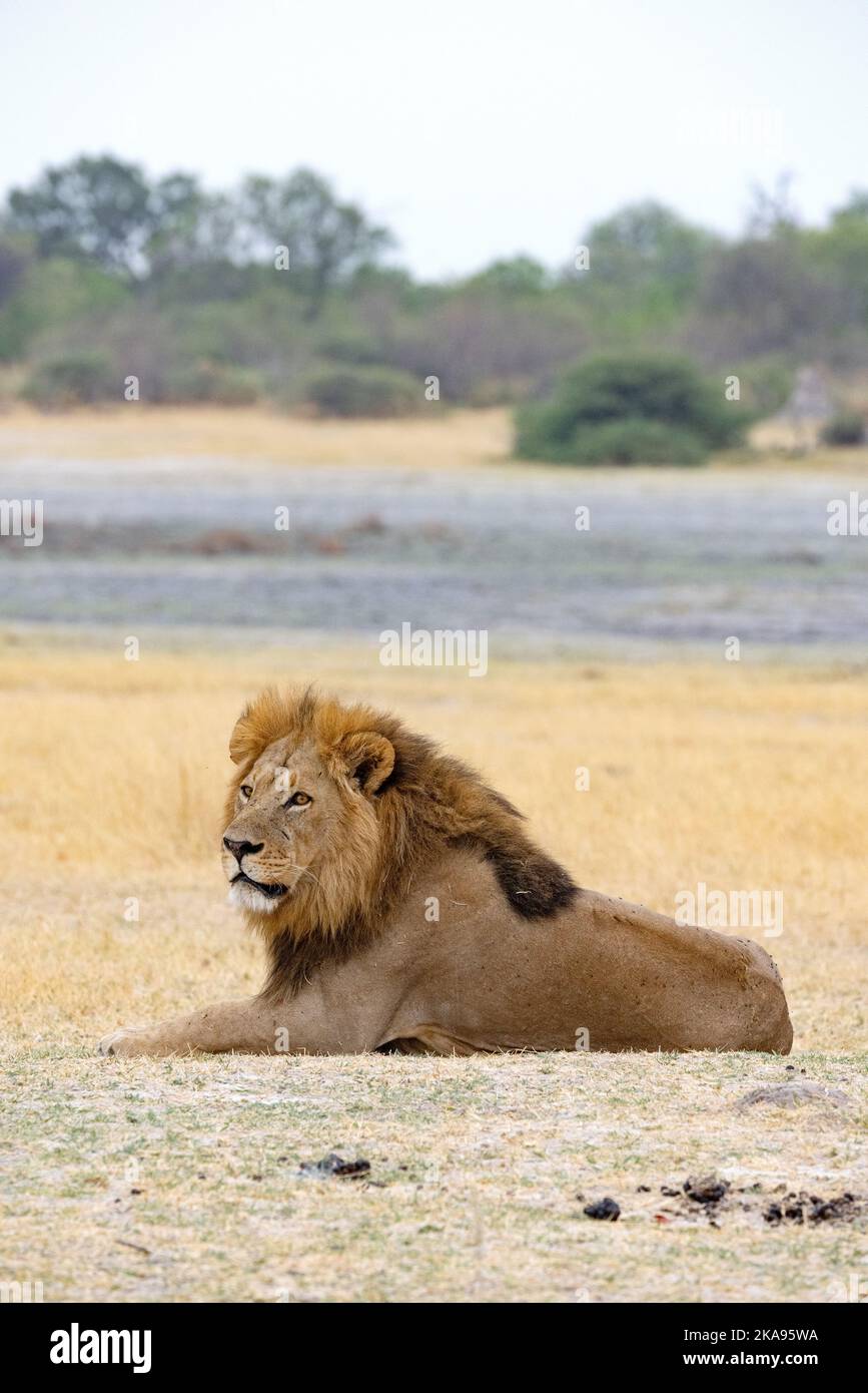 Ein erwachsener männlicher Löwe liegt liegend, aber wachsam, Moremi Game Reserve, Okavango Delta, Botswana Afrika; Big Five afrikanisches Tier und Raubtier. Stockfoto
