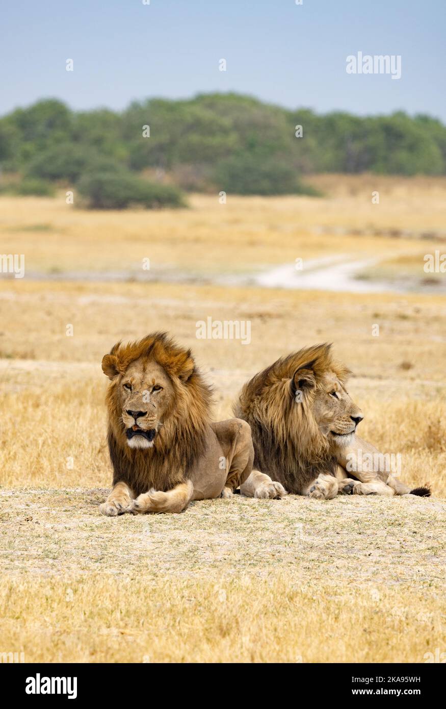 Zwei männliche Löwen, erwachsen, Panthera Leo, Moremi Wildreservat, Botswana Afrika. Große Katzenfresser. Afrikanische Wildtiere Stockfoto