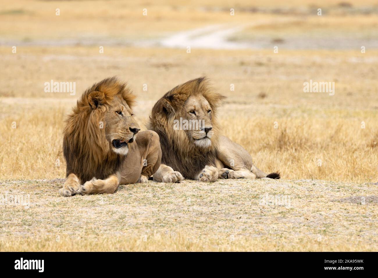 Zwei männliche Löwen, erwachsen, Panthera Leo; Moremi Game Reserve, Botswana Afrika. Big Five Raubtier. Afrikanische Wildtiere Stockfoto
