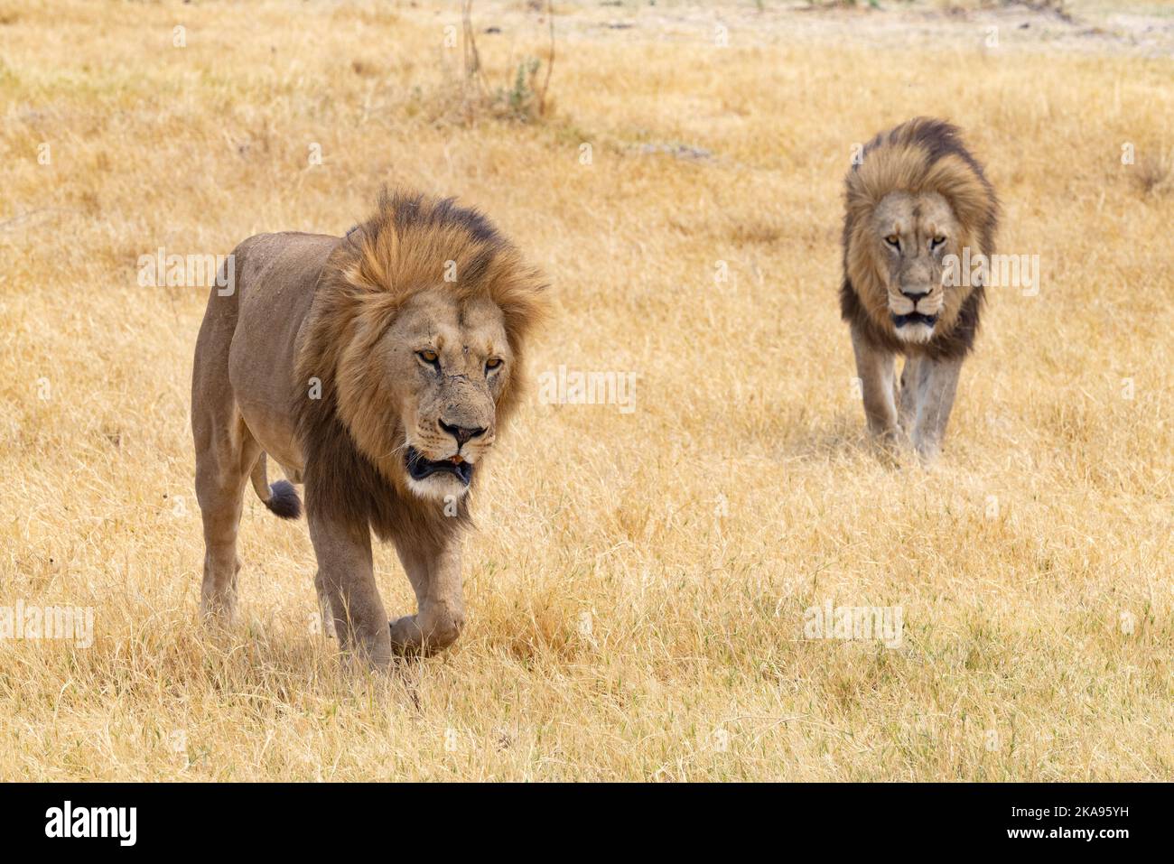 Lions Africa; zwei prächtige Erwachsene männliche Lions, Panthera leo, die im Gras spazieren; Moremi Game Reserve, Okavango Delta Botswana Africa. Afrikanische Tiere. Stockfoto