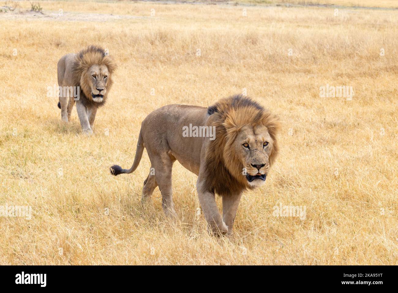 Zwei herrliche Erwachsene männliche Löwen, Panthera leo, die im Grasland spazieren; Moremi Game Reserve, Okavango Delta Botswana Africa. Afrikanische Tiere. Stockfoto
