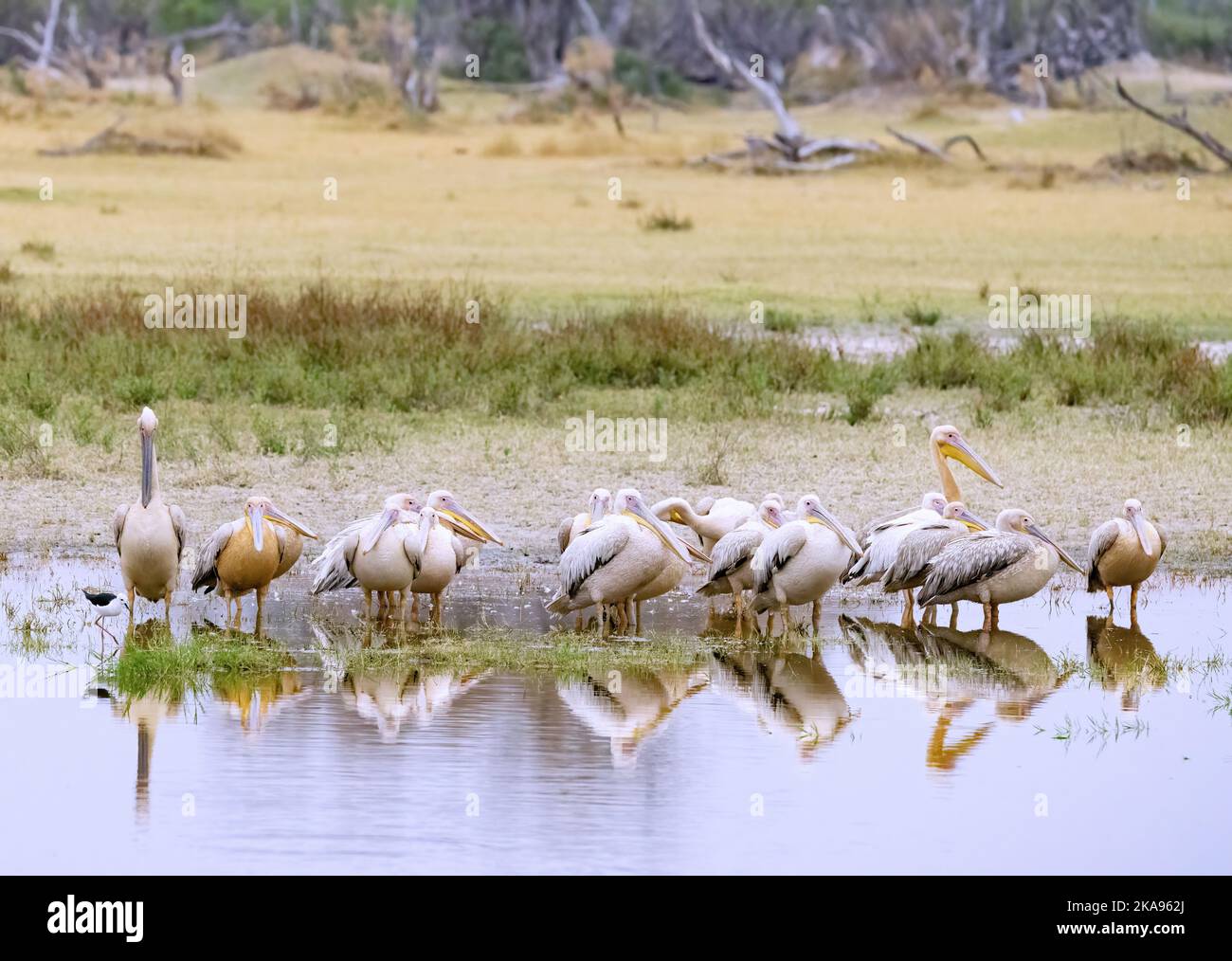 Pink Back Pelican, Pelecanus rufescens, eine Gruppe rosa Back Pelicans vom Wasser, Okavango Delta, Botswana Africa. Afrikanische Vögel. Stockfoto