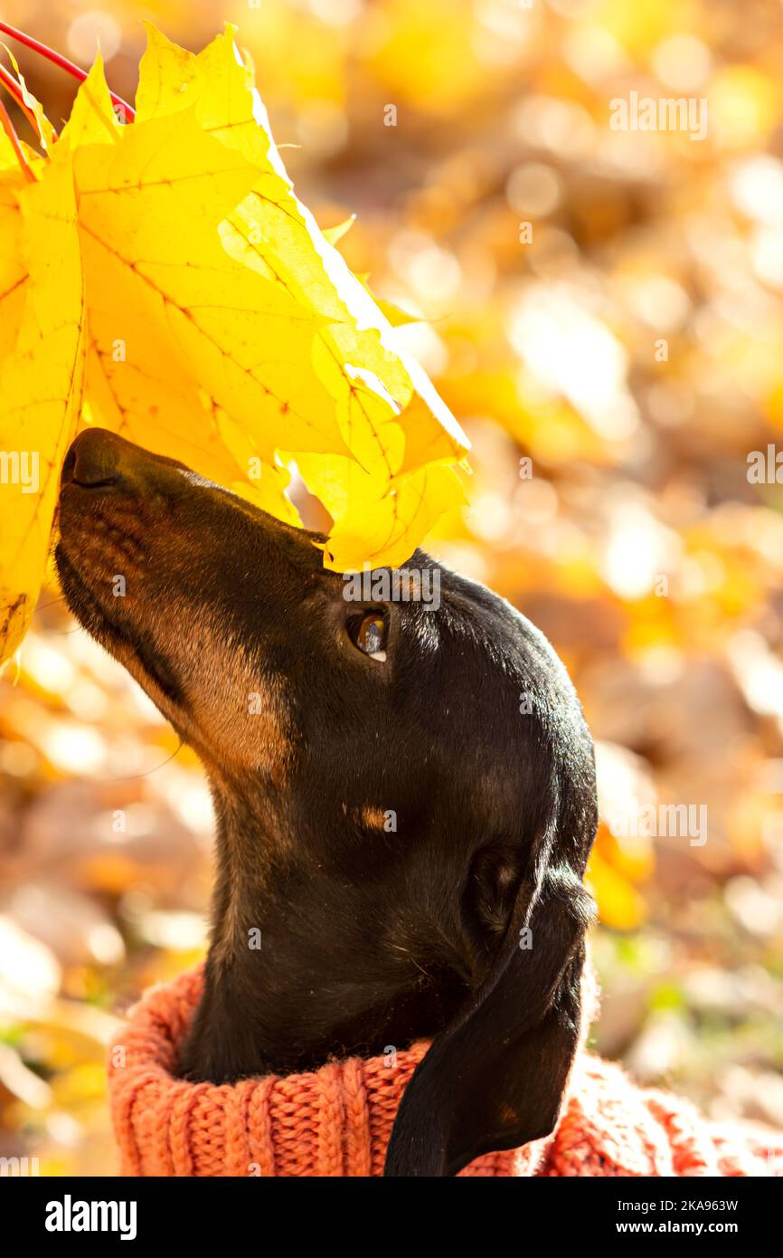 Porträt eines Dackel-Hundes in den gefallenen Blättern eines Herbstparks an einem sonnigen Tag. Wandern mit einem Hund in einem warmen Jumpsuit an einem kalten Tag. Stockfoto