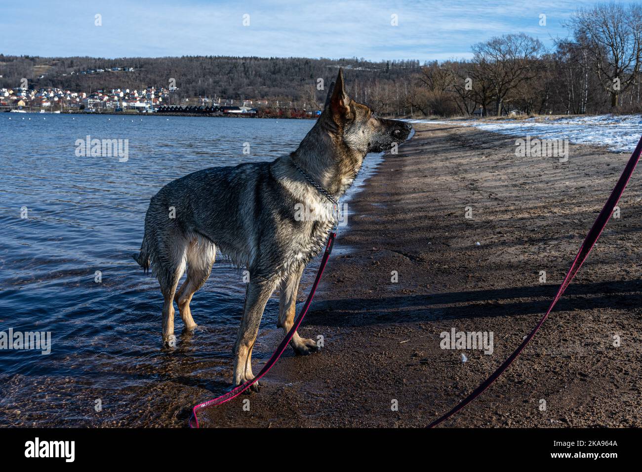 Ein junger glücklicher Deutscher Schäferhund spielt an einem Strand. Sable farbige Arbeitslinie Rasse Stockfoto