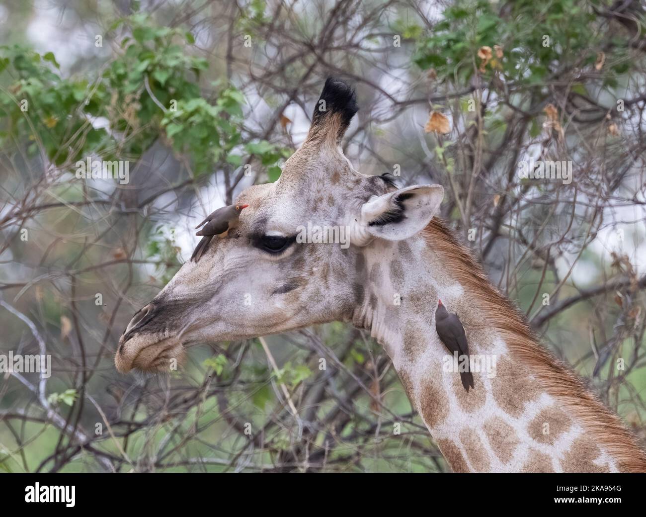 Roter Ochsenpecht auf Giraffen; Buphagus-Erythrorynchus-Vögel auf Kopf und Hals einer südlichen Giraffe, Okavango-Delta, Botswana-Afrika Stockfoto