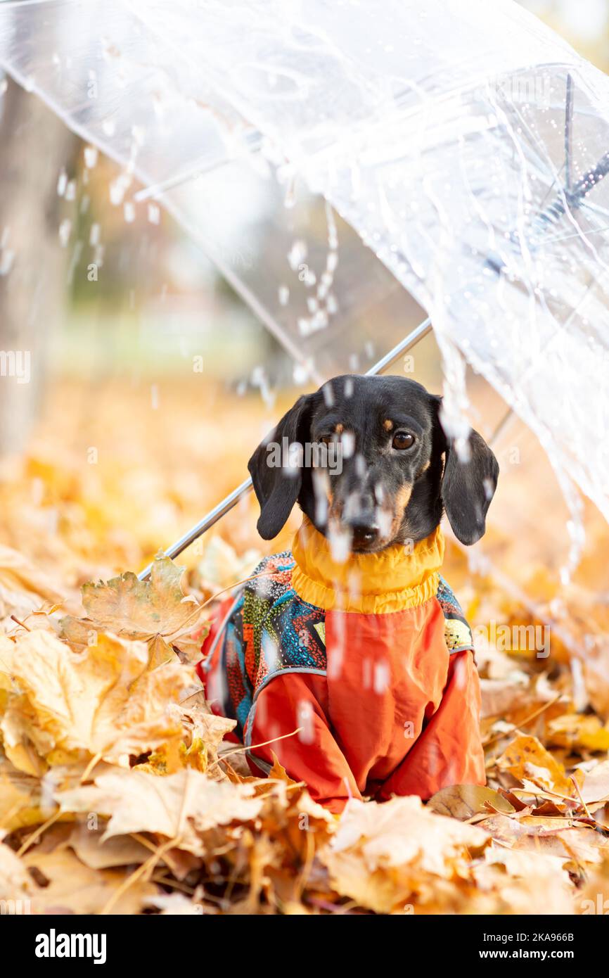 Porträt eines Dackel-Hundes unter einem Regenschirm in einem Herbstpark an einem regnerischen Tag. Wandern mit einem Hund in einem warmen Jumpsuit an einem kalten Tag. Stockfoto