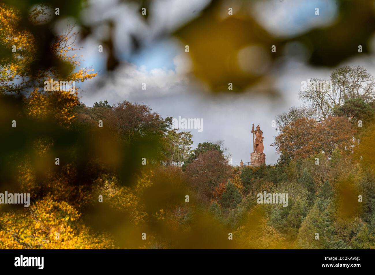 Melrose, Großbritannien. 01.. November 2022. Schottland Wetter, Herbst. Herbstliche Farben auf den Bäumen unter der William Wallace Statue in der Nähe des Geländes des Bemersyde Estate, in der Nähe von Melrose in den Scottish Borders, ist eine Statue, die William Wallace gedenkt. Sie wurde von David Steuart Erskine, 11. Earl of Buchan, in Auftrag gegeben.die Statue wurde von John Smith von Darnick aus rotem Sandstein gefertigt und 1814 errichtet. Sie ist 31 Fuß (9,4 m) hoch und zeigt Wallace mit Blick auf den Fluss Tweed. Bildnachweis: phil wilkinson/Alamy Live News Stockfoto