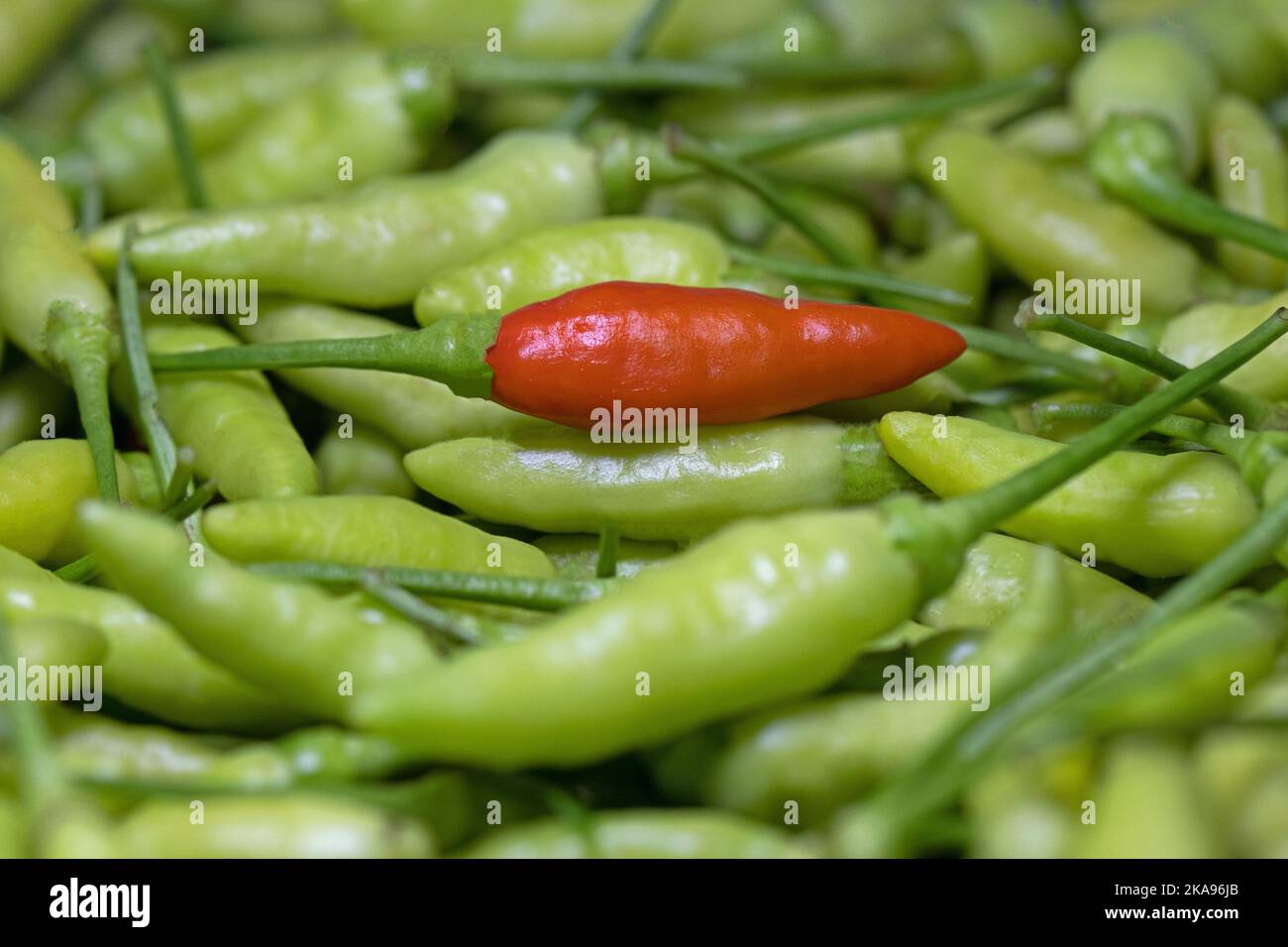 Reife Chilischoten unter unreifen Chilischoten, heiße Chilischoten Stockfoto