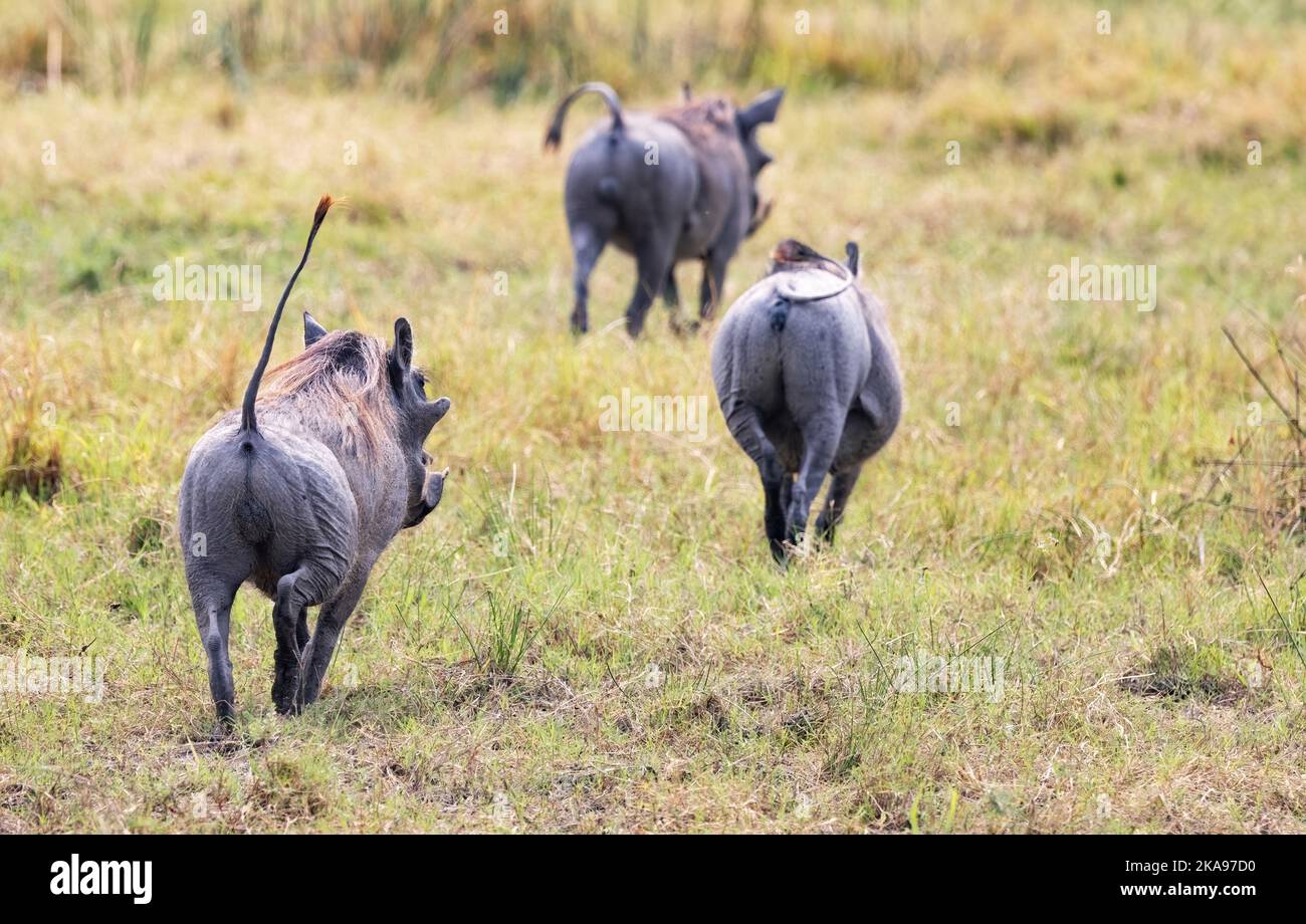 Gewöhnlicher Warthog, Phacochoerus africanus; drei Warzenschweine laufen, mit Schwanz in der Luft; Moremi-Wildreservat Okavango Delta, Botswana Afrika Stockfoto