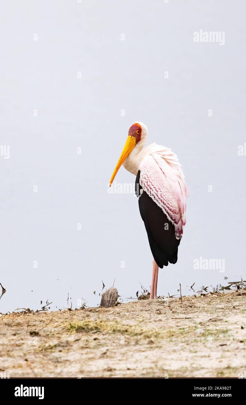 Yellow Billed Stork, Mycteria ibis, ein Vogel steht am Wasser, Moremi Game Reserve, Okavango Delta, Botswana Africa. Afrikanischer Vogel Stockfoto