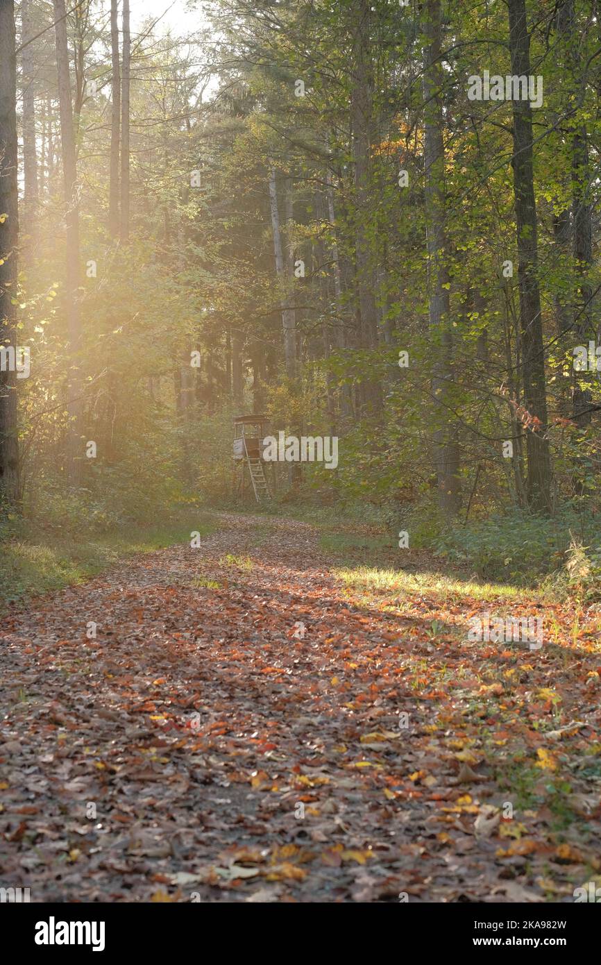 Für die Jagd wird Holzbaubarsch im deutschen Wald verwendet. Stockfoto