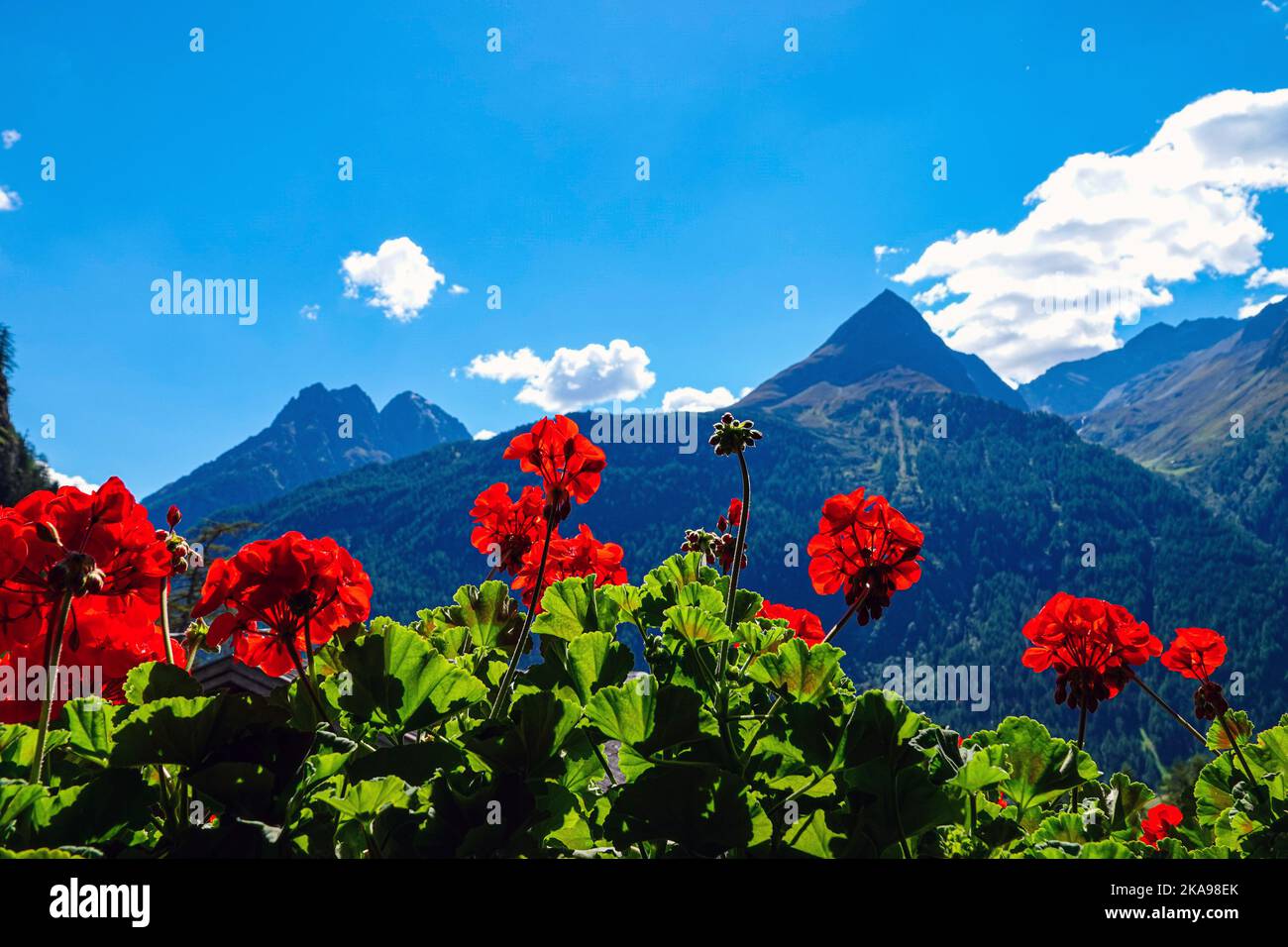 Rote Geranien im Fensterkasten und Alpengipfel, Herbst im Ötztal Österreich, Tirol, Alpen, Alpen, Stockfoto