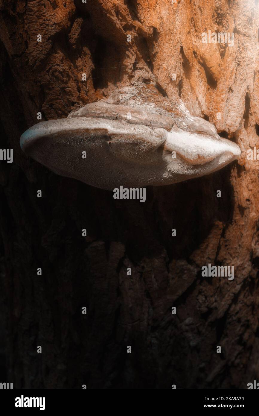 Nahaufnahme eines Polypore-Pilzes auf Baumstruktur im Wald Stockfoto