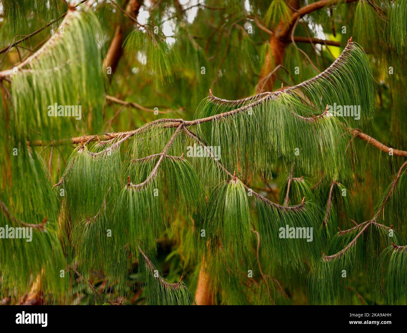 Nahaufnahme der grünen nachlaufenden Kiefernnadeln des immergrünen Gartenbaums Pinus patula. Stockfoto