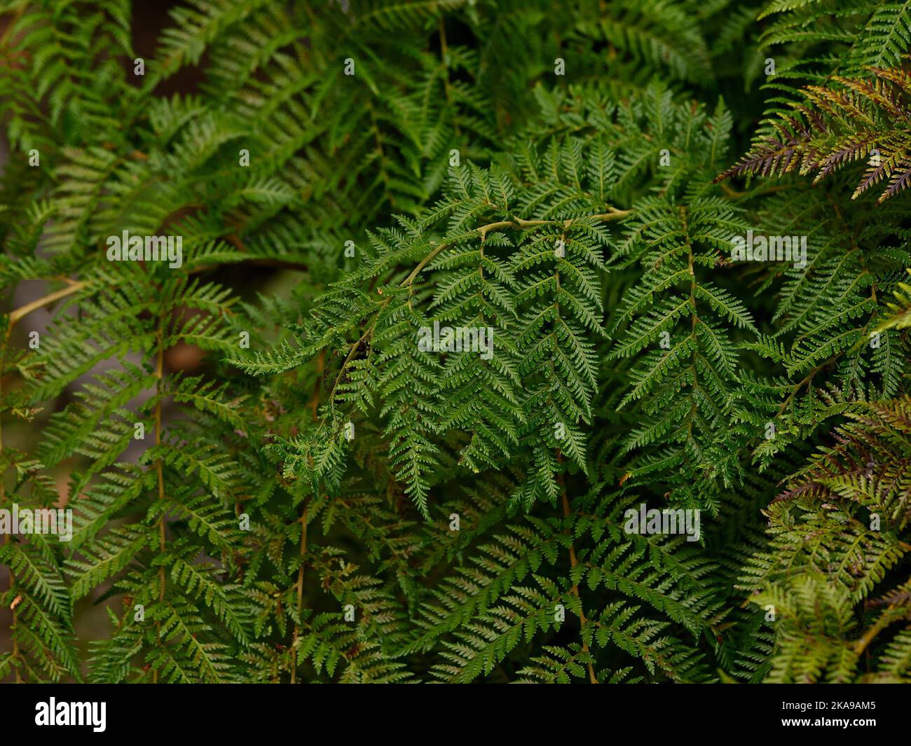 Nahaufnahme der anmutigen immergrünen Blätter des Diamantenblattfarns Lophosoria quadripinnata. Stockfoto