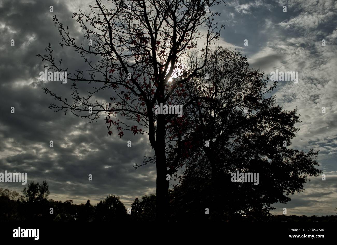 Silhouette eines herbstlichen Ahornbaums mit dem Sonnenlicht, das durch dunkelgraue Wolken zieht Stockfoto