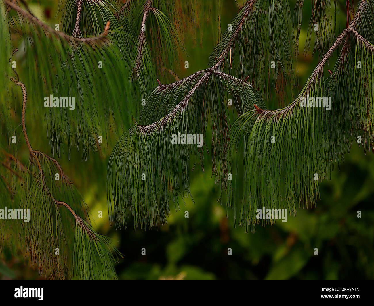 Illustrative Nahaufnahme der grünen nachlaufenden Kiefernnadeln des immergrünen Gartenbaums Pinus patula. Stockfoto