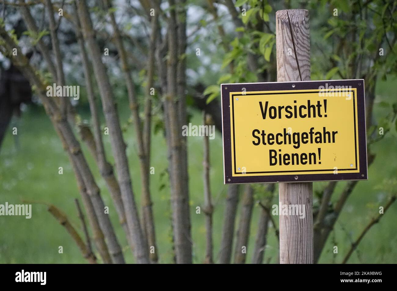 Schwarz-gelbes Warnschild „Achtung! Stichgefahr. Bienen!“ Im Frühjahr (horizontal), Hildesheim, Niedersachsen, Deutschland Stockfoto