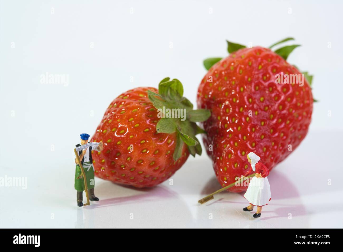 Ein paar Bauern stehen vor reifen Erdbeeren, weißem Hintergrund, Nahaufnahme Stockfoto